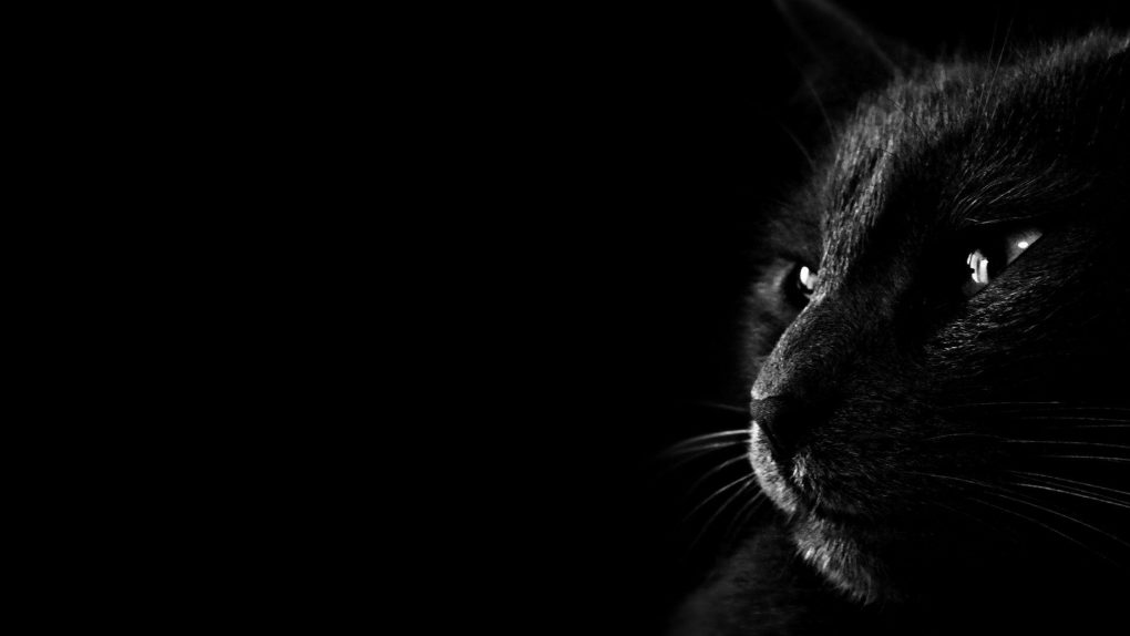 Devez Vous Avoir Peur Quand Un Chat Noir Vous Suit Sante Facile Magazine