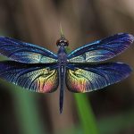 Les libellules ont une signification profonde et significative : Les voyez-vous souvent ?