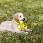Les chiens qui se promènent avec un ruban jaune sont de plus en plus nombreux. Si vous en croisez un, vous feriez mieux de vous écarter de son chemin !